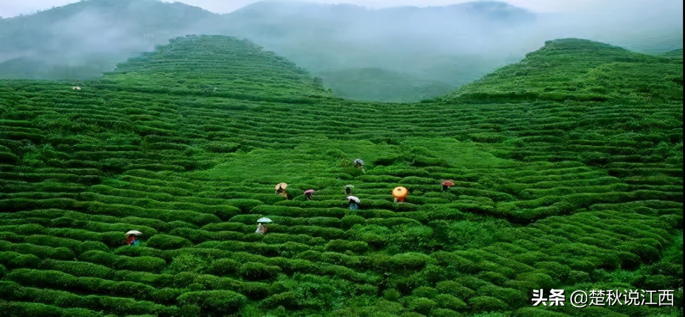 吉安到井冈山茨坪,吉安井冈山一日游