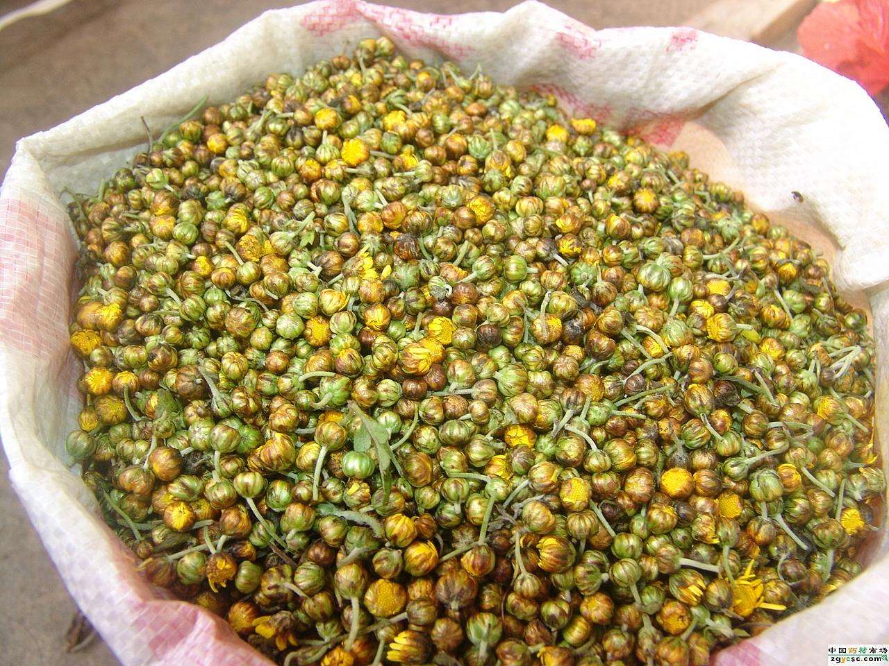 日本多年生菊花品种,日本种植菊花品种