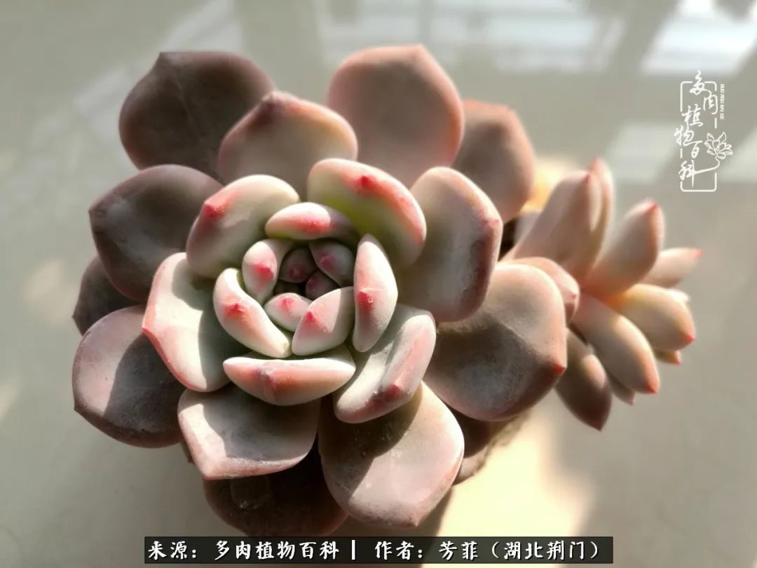 我的桃源：多肉之美，日甚一日，年胜一年