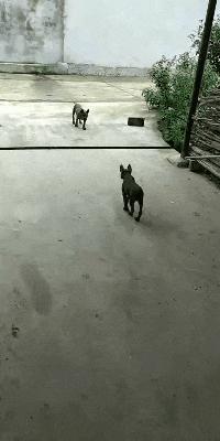 这只鹦鹉一直以为他是一只猴,所以每天都在重复做这个动作