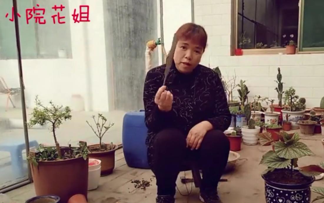 竹节海棠换盆工具,竹节海棠小盆换大盆