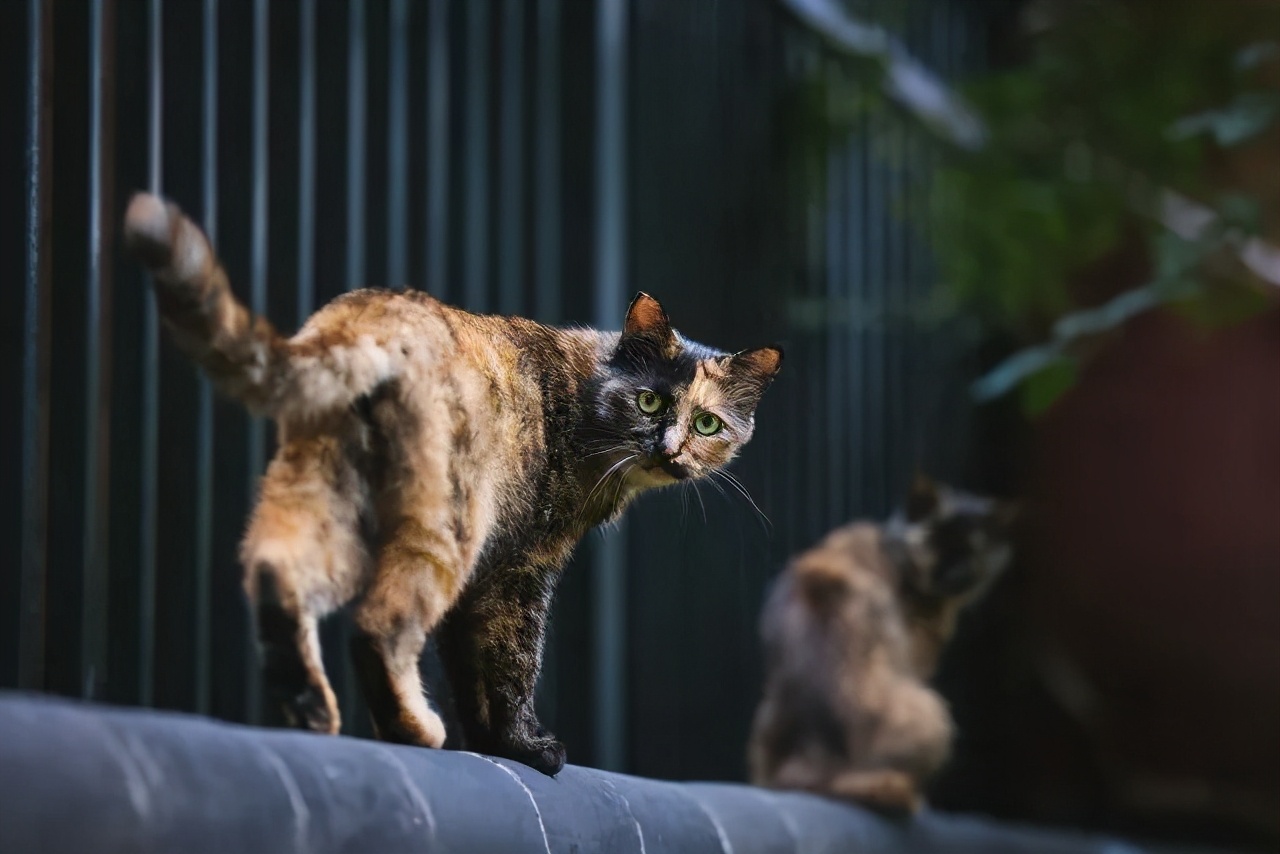 连用90天，拍摄近千G。EOSR5发布三个月后的使用报告