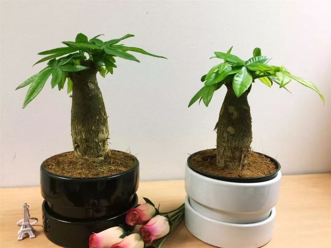 适合放在门口的寓意好的植物,植物寓意好的名字