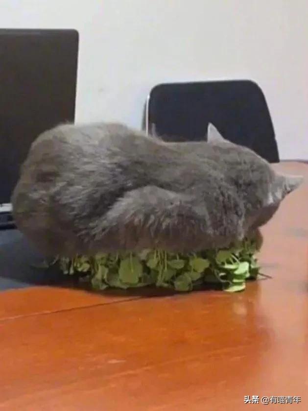 英国短蓝猫好养吗,千万别养蓝猫