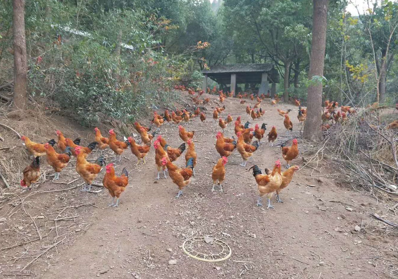 农村养殖一年利润10万元以上项目,农村小成本养殖项目有哪些