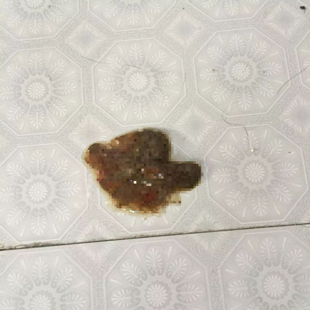 猫咪拉肚子是什么原因引起的呢,两个月的猫咪呕吐拉肚子什么原因