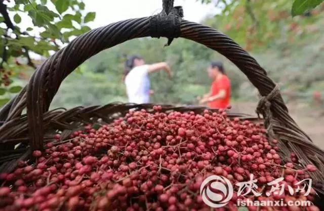 河北人你还敢说花椒产业不挣钱？瞅瞅人家是怎么闹的？