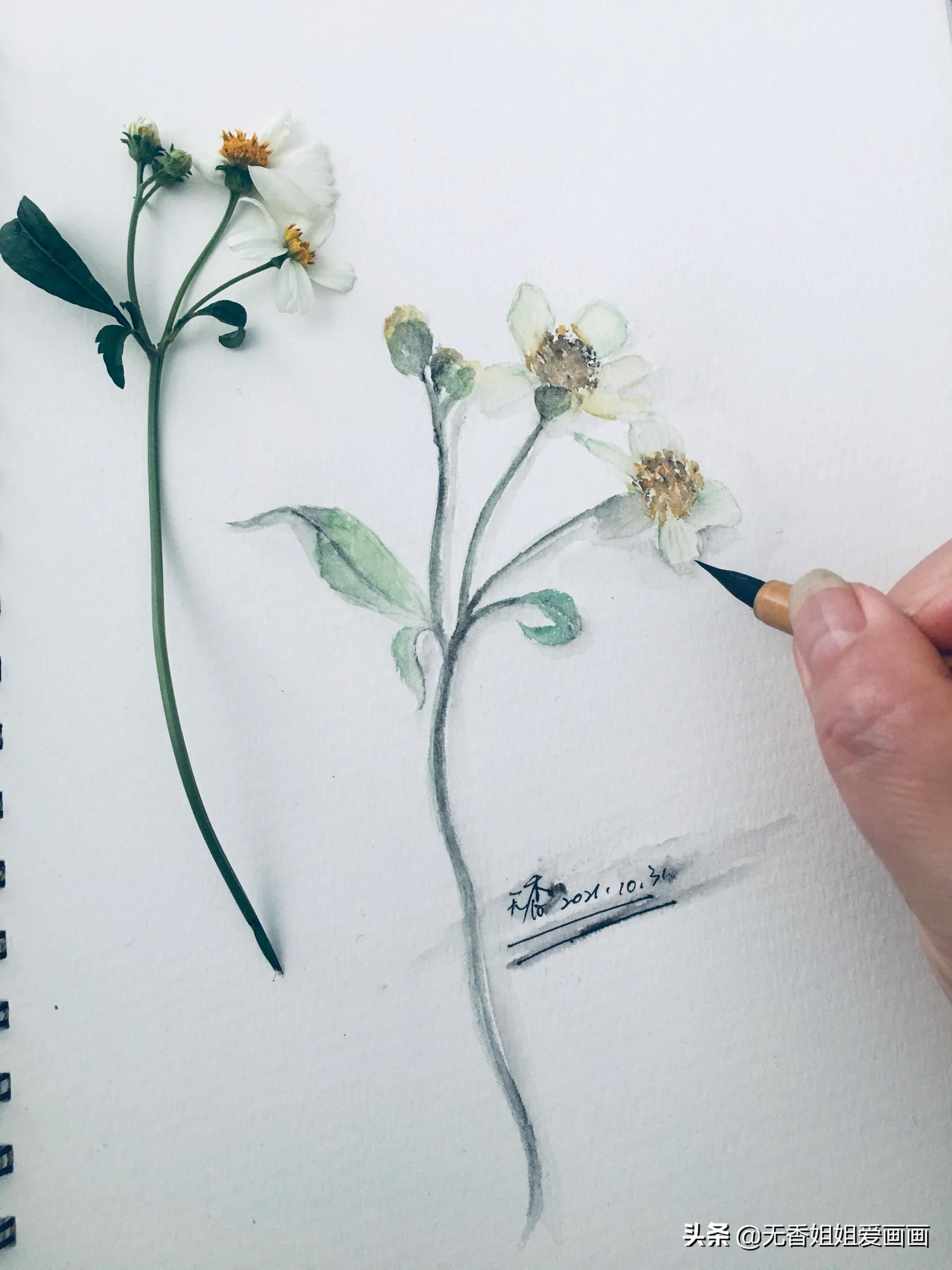 用水彩画简易草,水彩野花绘画