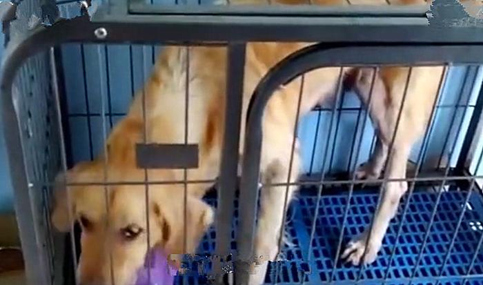 金毛一次生8只小狗,金毛一年生几胎一胎生几个