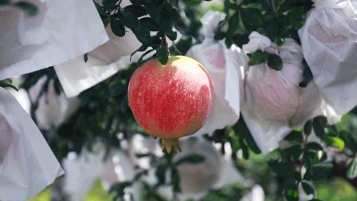 超甜不用吐籽的石榴你吃了吗,不用吐籽的石榴不白吃