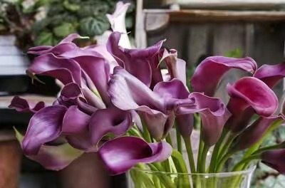 马蹄莲苗开花时间多长,马蹄莲怎么养成小苗