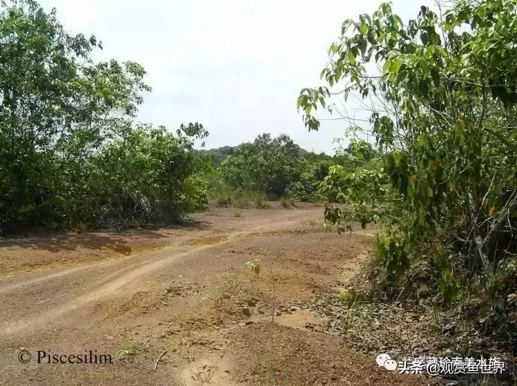 寻找黑暗世界的女神──帕斯风斗鱼