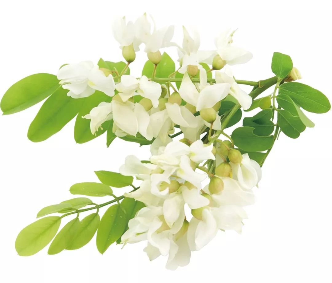 谷雨茶的食材有哪些,谷雨节气适合的养生茶