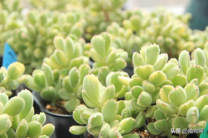 多肉怎么才能不生介壳虫,多肉反复长介壳虫