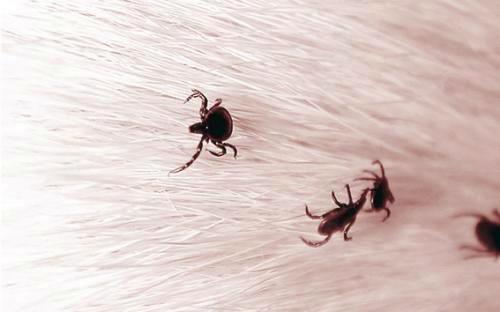 博美养宠经验,博美狗怎么养最好