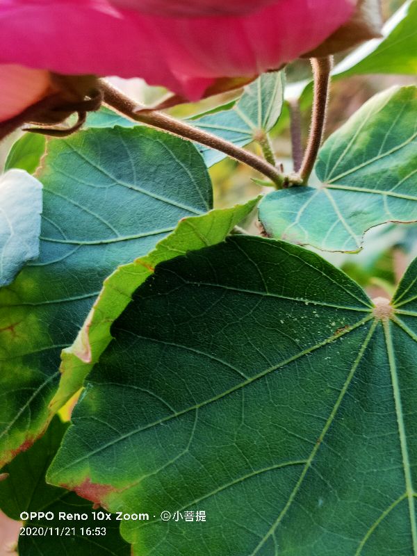 这种花通常用来比作美丽的女子,有人拿来做药,还有人当野菜吃