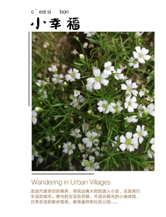 缕丝花,可不要错以为这是满天星哦