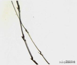 图文教程竹子画法,怎么画竹最简单最好看