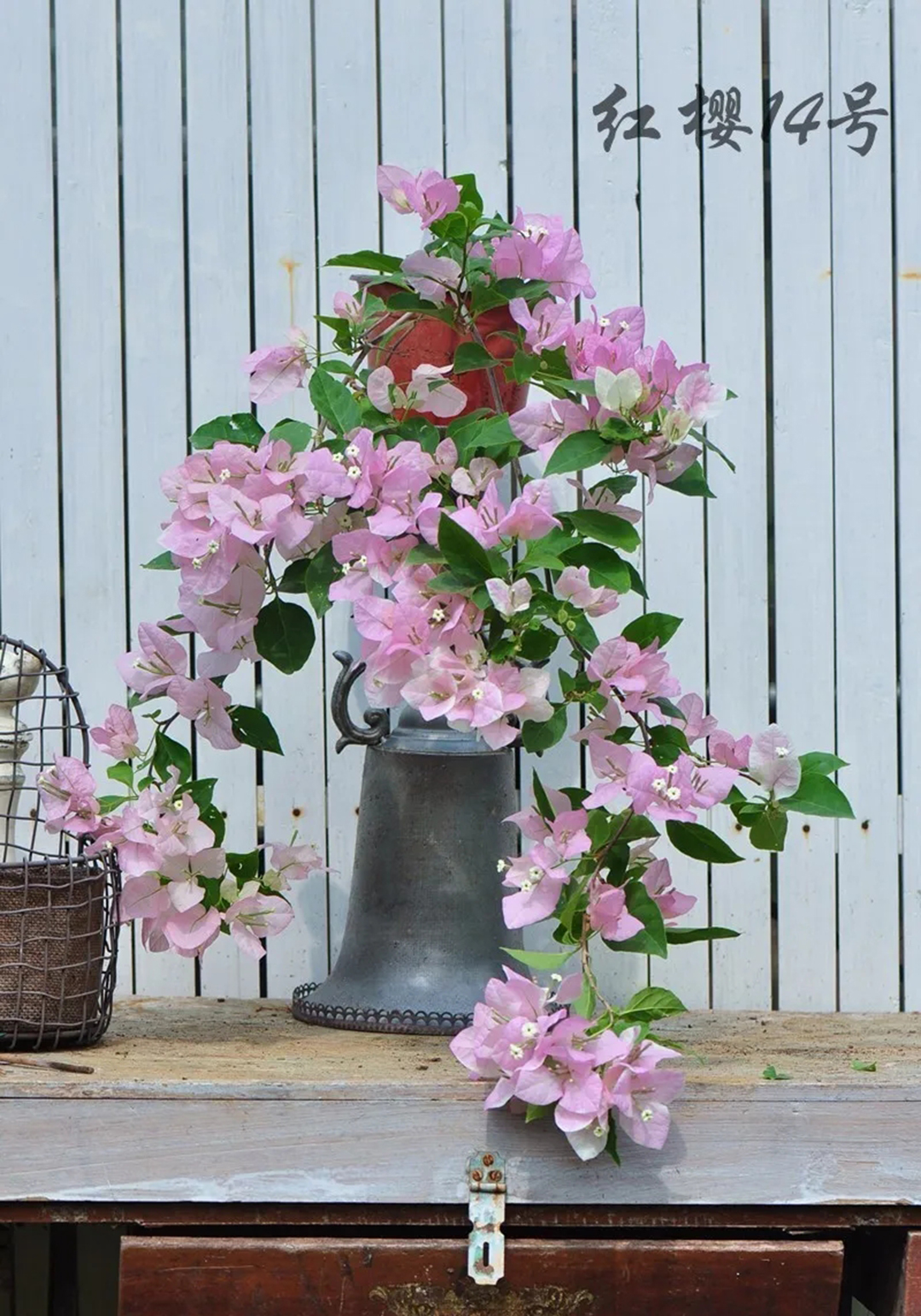 三角梅牵引爬墙修剪,三角梅垂枝牵引