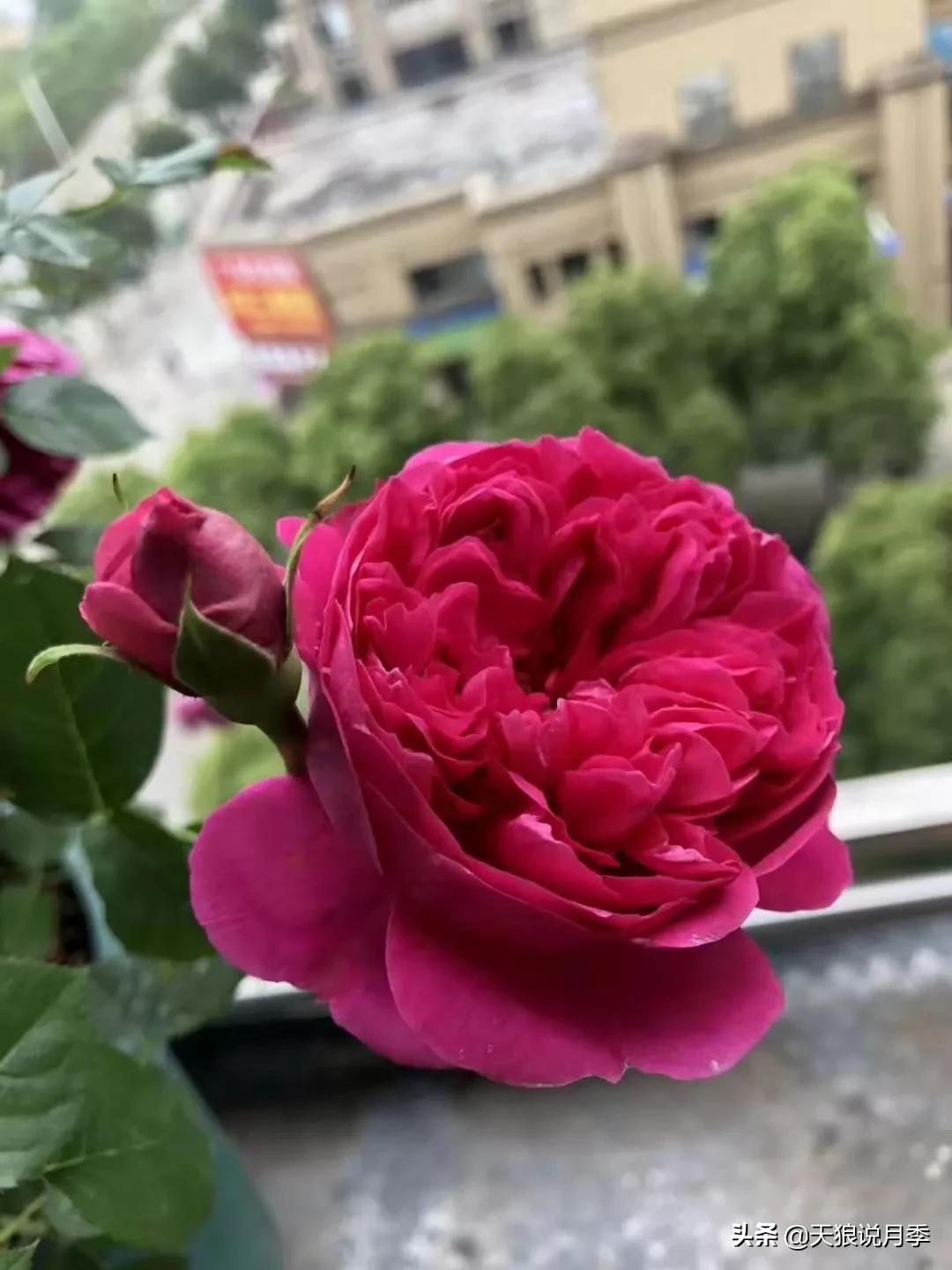 唤作「蔻丹」的月季,应该有怎样的风情?