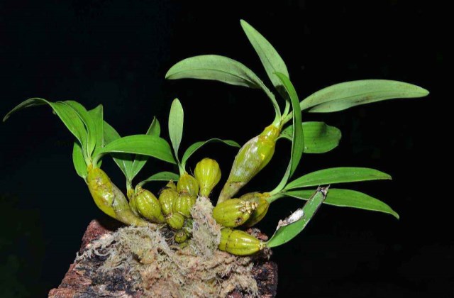 澳洲石斛兰花烂根要怎么挽救,石斛烂根清理后能用生根粉吗