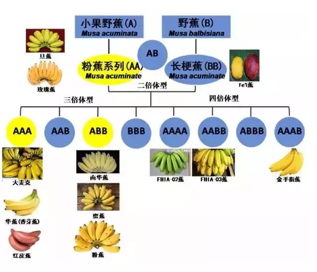 2021年在缅甸种植香蕉有危险吗,香蕉种植有霜冻怎么办
