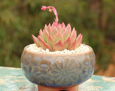 多肉淋雨了怎么处理,多肉夏季淋雨了要怎么处理