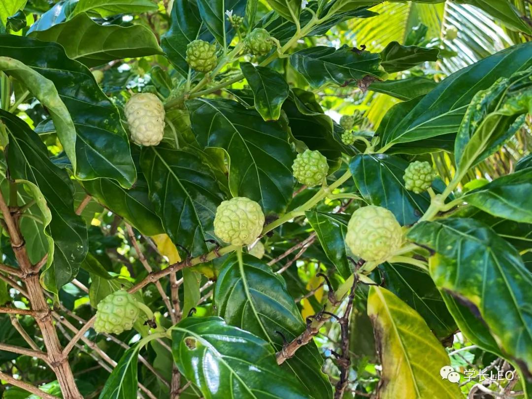 哈佛学长碎碎念：夏天就应该去海边，南方的海有多美？