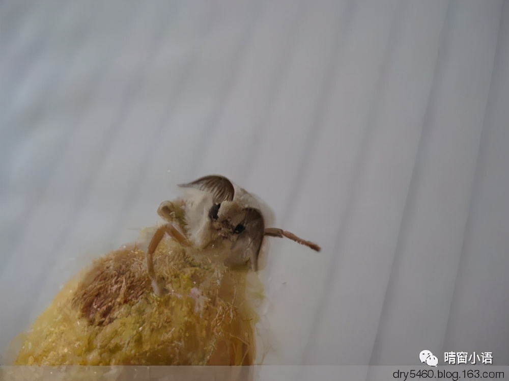 养蚕记怎么写三年级200字,蚕化蛹为蝶的过程总结