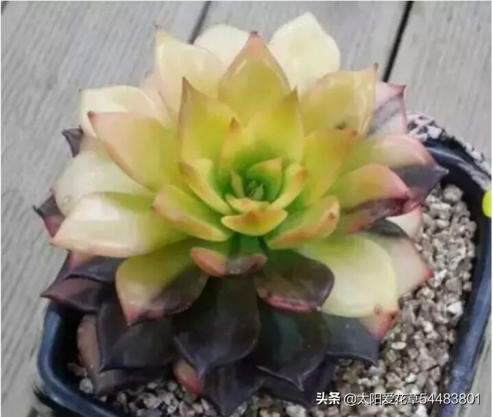 多肉白花韧锦养殖方法,黑王子锦多肉怎么养