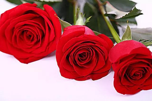 玫瑰什么时候养最好,玫瑰花束要怎么养