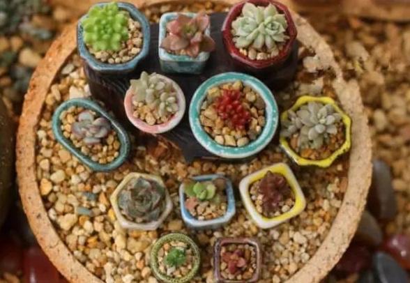 多肉植物夏天养护及浇水技巧经验,多肉植物什么时间段晒太阳最好