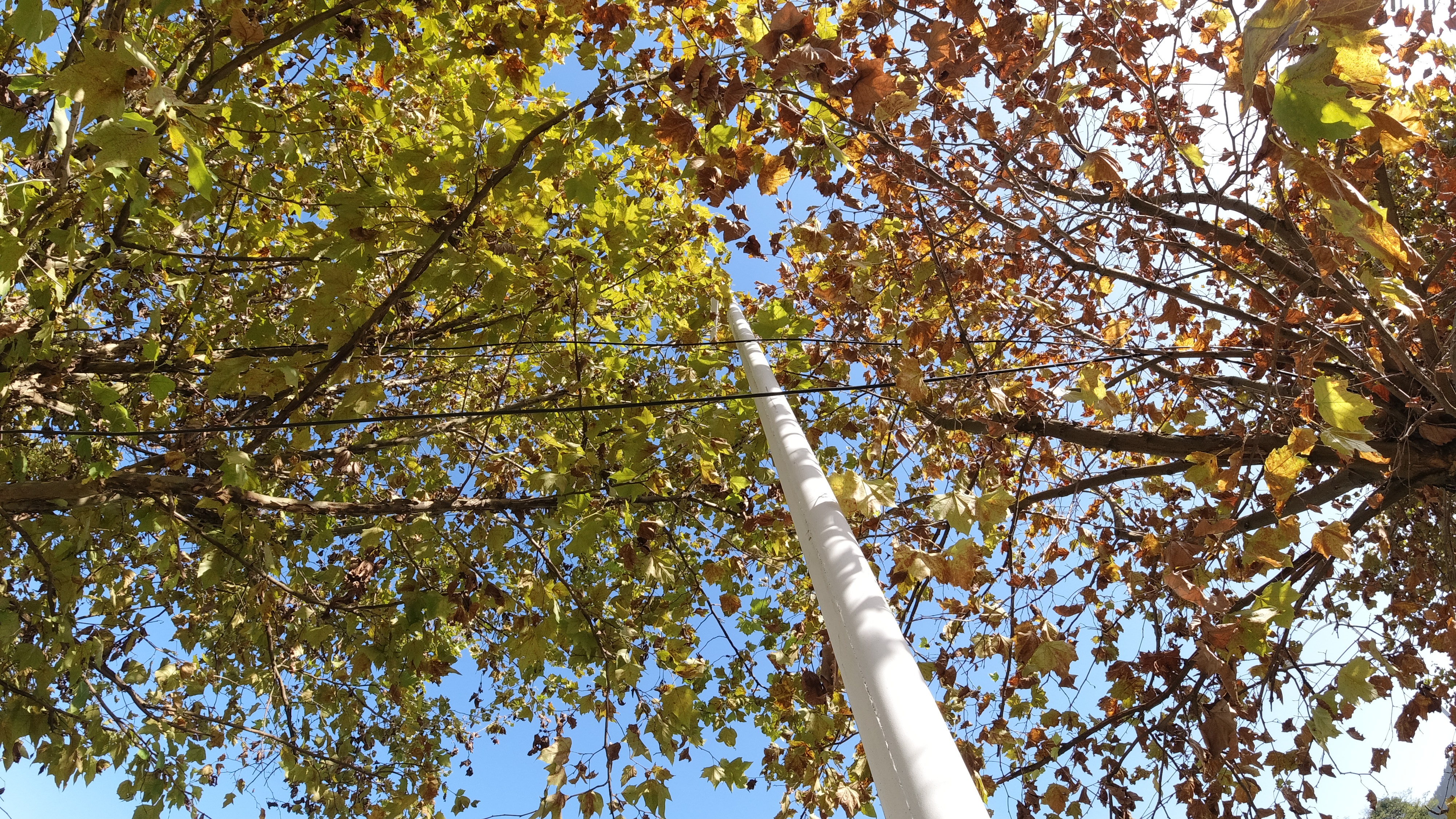 绿化把路灯挡住了怎么投诉,路边绿化带挡住人行道可以投诉吗