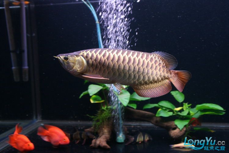 金龙鱼全过背是什么,金龙鱼最大纪录