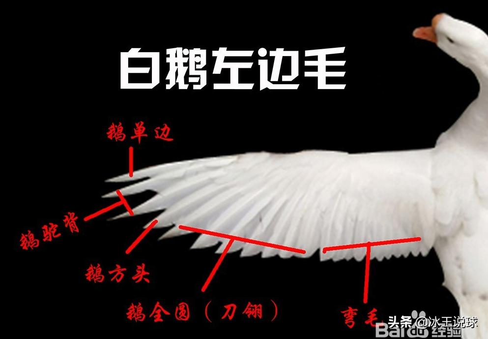 让羽毛球在空中飞舞,让羽毛球发光