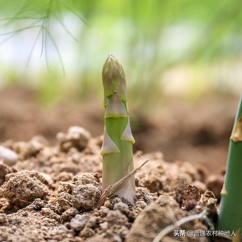 有机芦笋种植条件有哪些,芦笋的根苗怎么种植才能长得很好