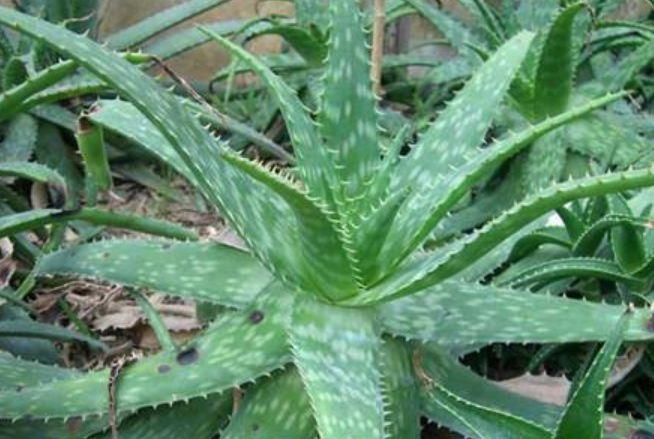 什么植物养不死可以净化空气,家里养这2种花净化空气带来好运