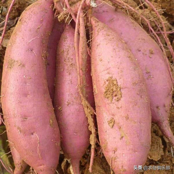 国庆小长假,出去浪不如回老家收庄稼,儿时这5种农活你做过哪些