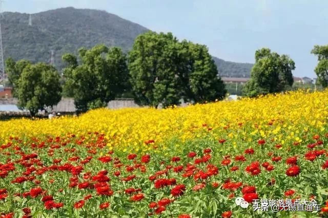 无锡哪里有看花海的景点,无锡秋季花海旅游景点