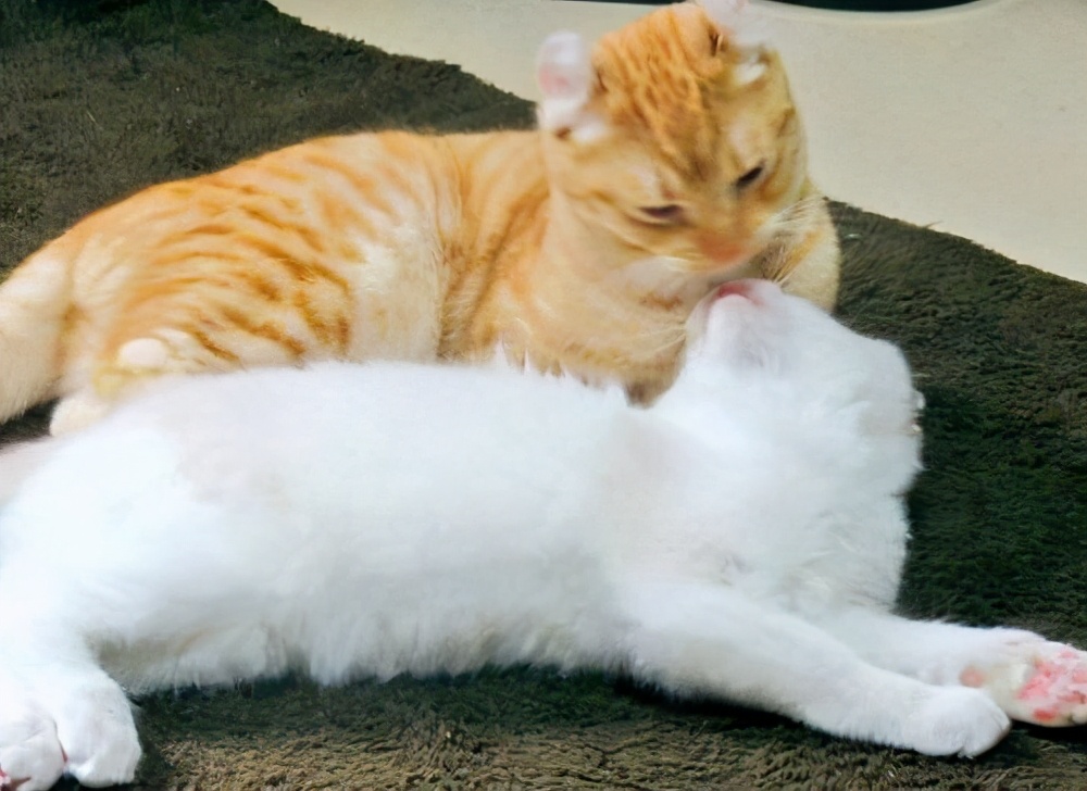 猫咪反群,猫咪反食怎么办