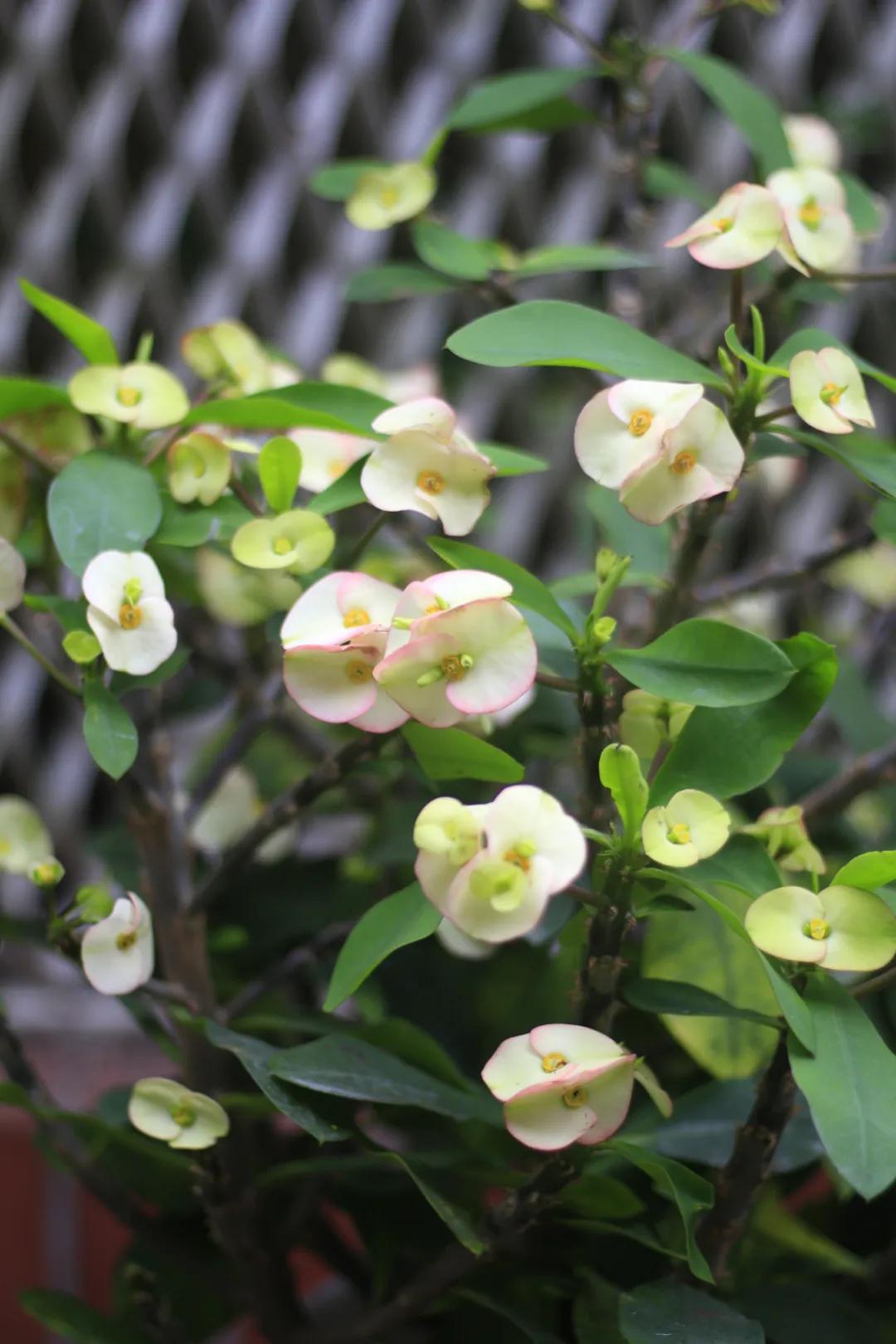 这43个来自世界各地的新品种，快来看看有没有你的菜