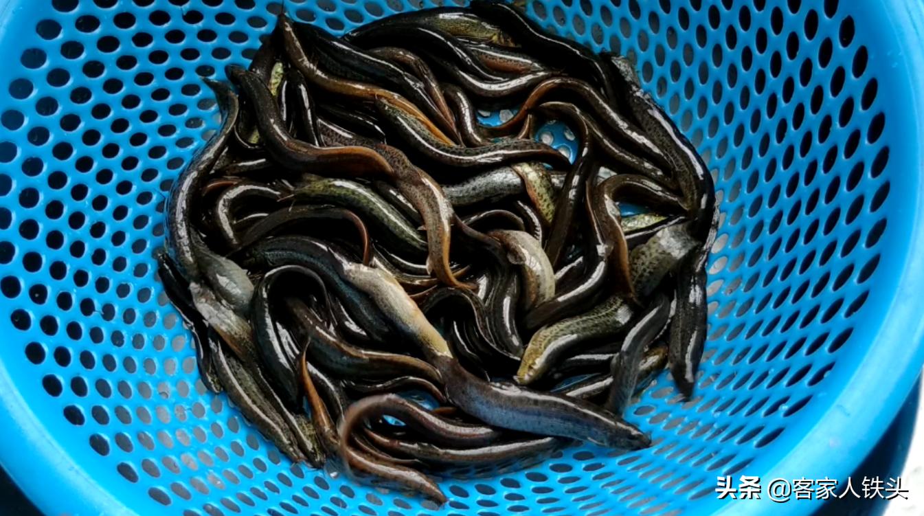 泥鳅的简单吃法,简单的泥鳅吃法