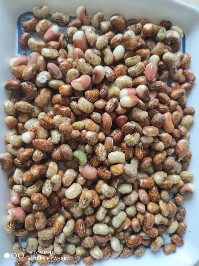 二伏三伏天的豇豆最鲜美,摘一把就能熬锅好粥,两碗不够还想喝吆