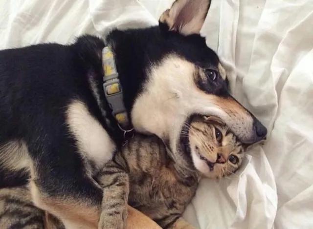 猫咪的悬趾受伤了,猫咪受伤后不大便