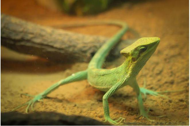 正在进化中的神奇物种,科学家发现的奇妙物种