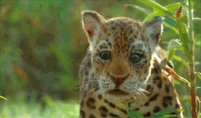 bbc有多有钱,bbc多有钱