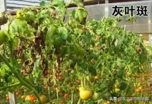 西红柿着色不均预防,大棚西红柿裂口并腐烂是什么原因