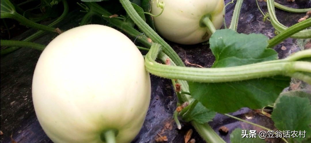 瓜苗出现花打顶怎么办,甜瓜打顶过晚补救的办法