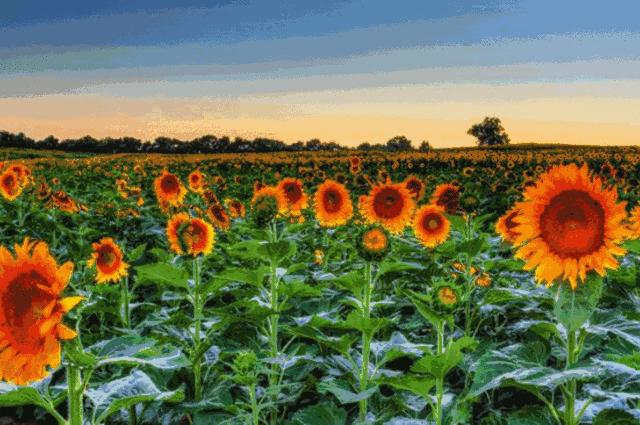 保持善良上天自会庇佑,保持厚道善良