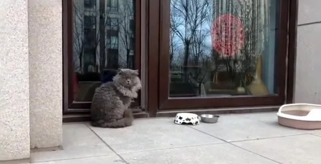 有只蓝猫一直叫,有只蓝猫叫淘气